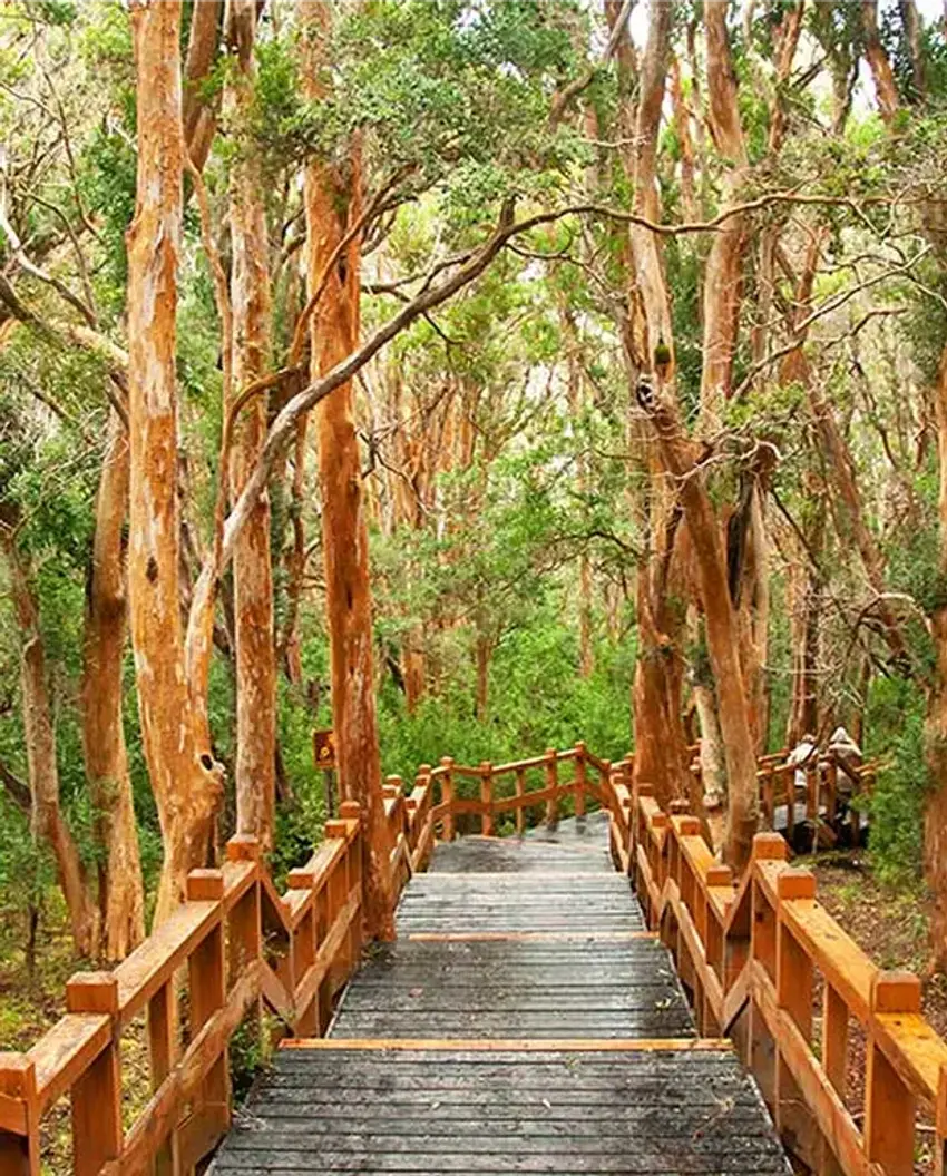Bosque de Arrayanes en Bariloche