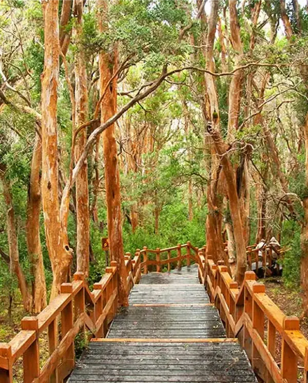 Bosque de Arrayanes en Bariloche