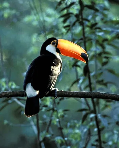 Parque de las aves iguazu