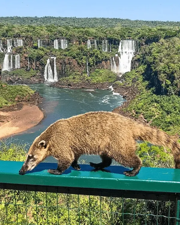 Paseo ecológico misiones cataratas