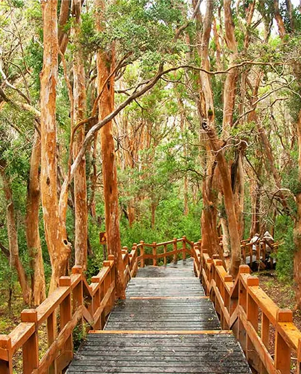 Bosque de Arrayanes en Bariloche