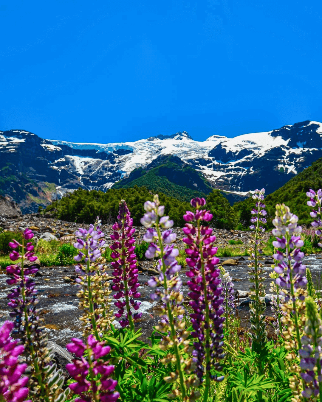 Tour al cerro tronador y ventisquero negro.