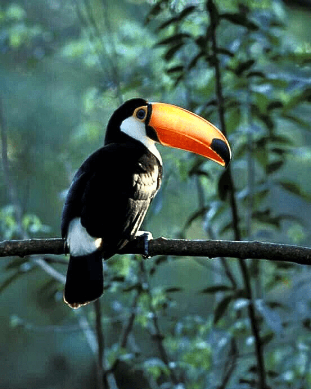 Parque de las aves iguazu