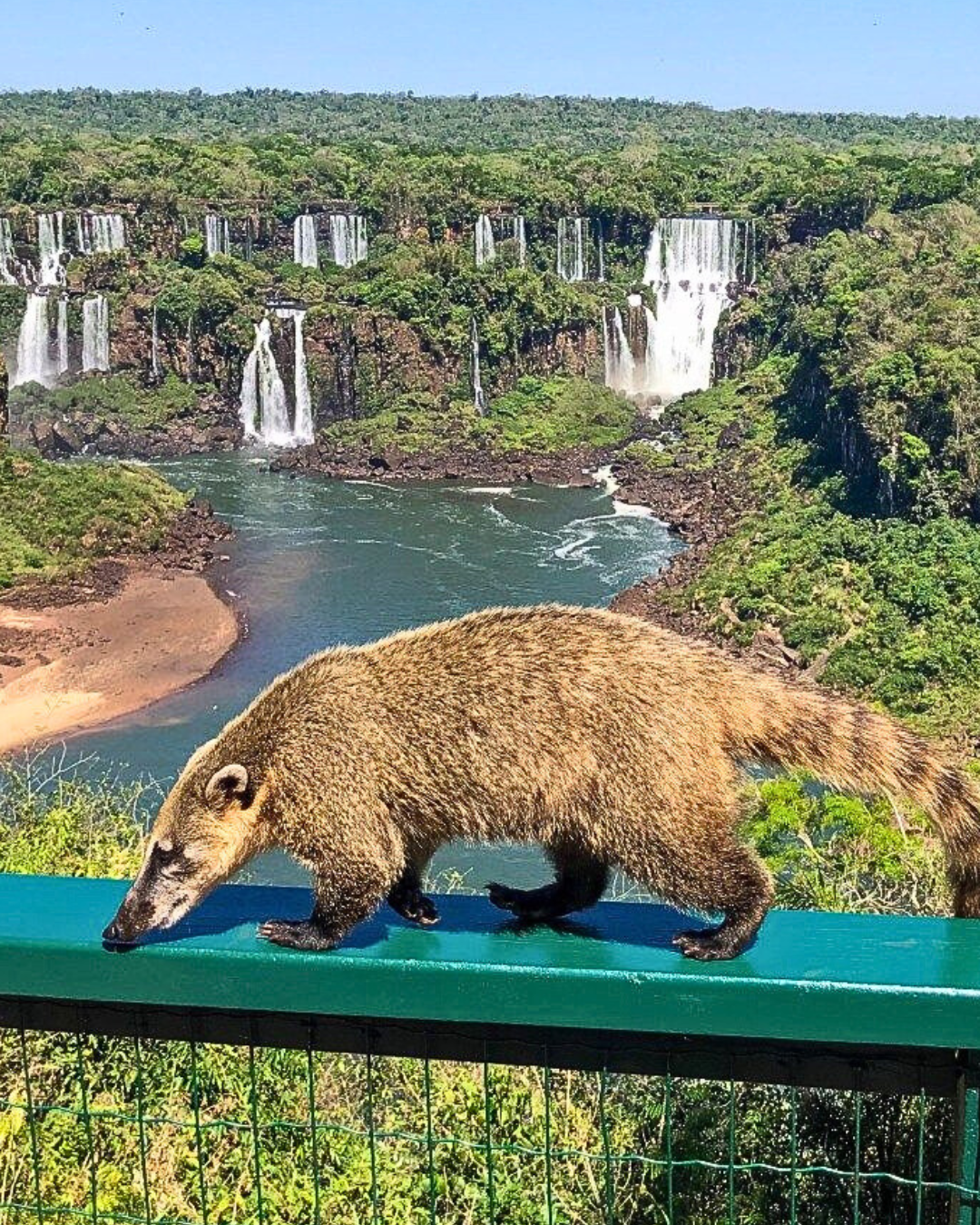 Paseo ecológico misiones cataratas